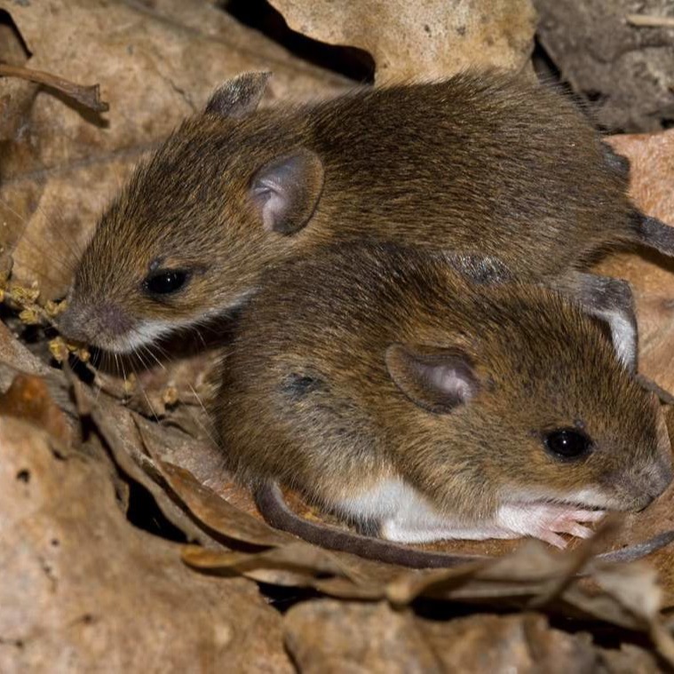 Уничтожения мышей в частном доме в Северодонецке?