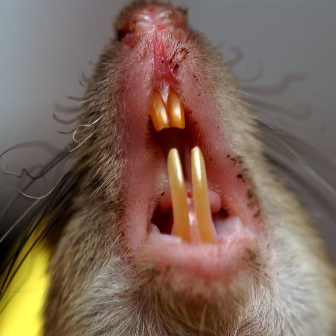 Дератизация крыс в Северодонецке?